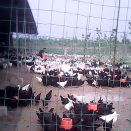 黑康鸡的图片-永泰种禽-黑康鸡