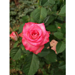 红河卡罗拉玫瑰种苗-红瑞花业玫瑰苗批发