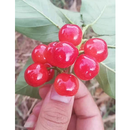 瑞丽食用樱桃苗-云南俊坤苗圃-瑞丽食用樱桃苗批发