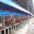 牛场养殖设施与设备窗帘布 猪场卷帘布鸡舍养殖场卷帘缩略图2