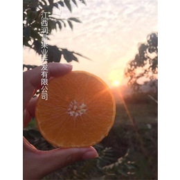 爱媛28号果冻橙-润昌果业(在线咨询)-新钢街道果冻橙