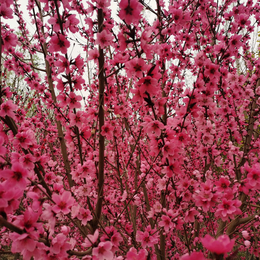 泰安桃花_泰安观赏桃花_泰安红叶碧桃_泰安绿叶碧桃缩略图