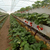 种植槽 草莓立体种植槽 无土栽培槽缩略图1