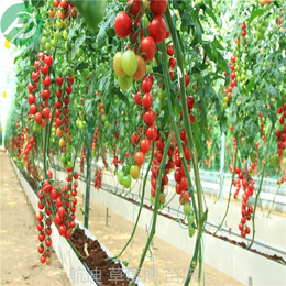 草莓槽子-草莓架子-草莓槽苗产量