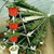 草莓立体栽培槽 番茄栽培袋托槽 英耐尔缩略图2