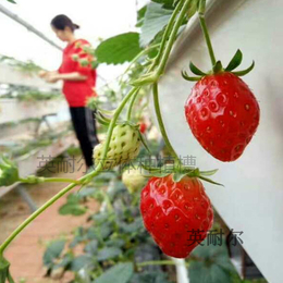 草莓立体栽培槽 蔬菜种植槽 英耐尔缩略图