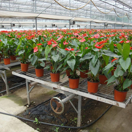 供应花卉育苗种植设备pd89移动苗床结实*