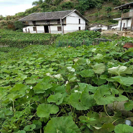 山蕗菜根  山蕗根 种子基地