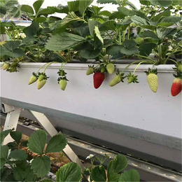 常州大棚草莓种植槽定做-PVC草莓种植槽厂家 价格优惠
