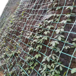攀爬网爬藤网护山绿化铁丝挂网正方形方格绿色植物钢塑土工格栅