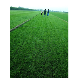 鋪草坪多少錢一平方米