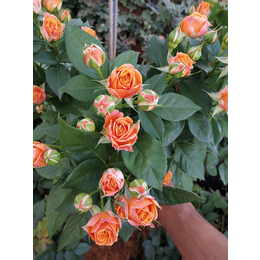 冷美人玫瑰苗-红瑞花业玫瑰苗价格-冷美人玫瑰苗种植基地