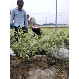 花叶栀子价格 千喜苗木花叶栀子大杯苗 供应所需工地