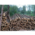 河道木桩护坡-宣城顺发木业(在线咨询)-无锡河道木桩缩略图1