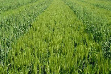 小麦除草剂什么时候打最有效？