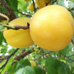 杏树苗品种香杏树苗批发