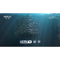 CCTV9时段广告价格表-央视9套广告代理-记录频道广告收费标准