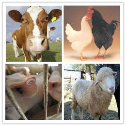 畜牧业养殖-农业监控方案，兵峰-畜牧业养殖设计