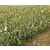 油茶树苗种植-甘孜油茶树苗-油茶苗圃基地油茶树缩略图1