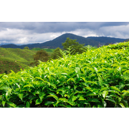 广东粤北茶白毛茶茶叶修剪茶树修剪茶叶茂盛生长的方法
