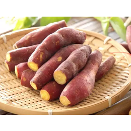 长沙生鲜配送公司 湖南蔬永农产品 蔬永配送---红薯