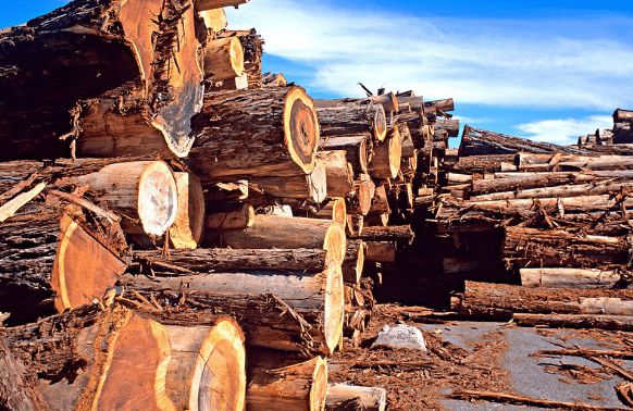 把木材变成金条，20万人控制全国90%的木材，莆田人如何做到的？