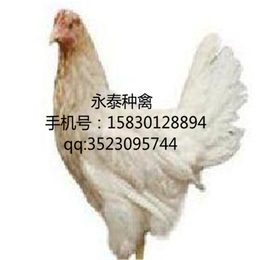 永泰种禽公司-河北蛋鸡-蛋鸡价格