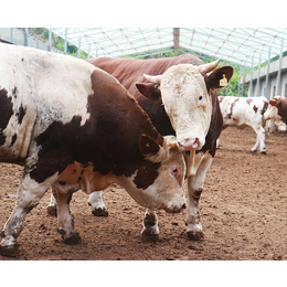 种牛繁育中心-池州畜源牧业发展公司-无锡种牛繁育