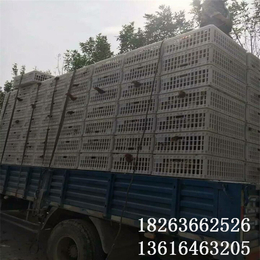 山东塑料鸡筐生产厂家 鸡鸭运输筐 家禽长途周转笼