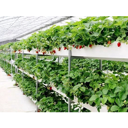 六安温室草莓培育使用立体种植槽种植架