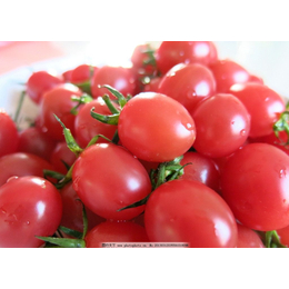  长沙生鲜配送公司 湖南蔬永农产品 蔬永配送--西红柿