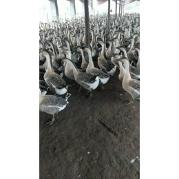 出售鹅苗厂家-惠民技术帮扶-揭阳出售鹅苗