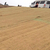 椰丝植草毯 植物纤维毯 环保草毯 矿山 公路边坡绿化缩略图1