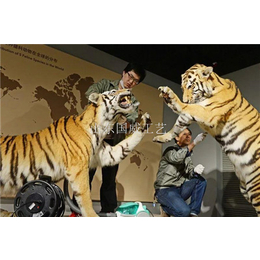 动物主题展览模型订做动物标本