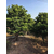 罗汉松绿化 安徽罗汉松供应商 造型罗汉松树冠饱满缩略图4