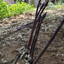 供应 紫芦笋种子水果蔬菜籽 春秋特菜 价格 市场