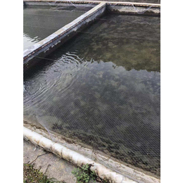 小溪石斑鱼养殖场-鼎鸿*鱼苗养殖基地-小溪石斑鱼