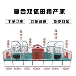 保育两用热镀锌复合板双体产床猪用定限位栏猪场养殖设备