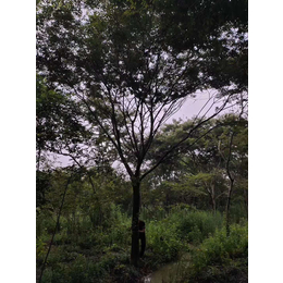 榉树黑土种植 浙江榉树供应咨询 千喜苗木榉树枝叶茂盛