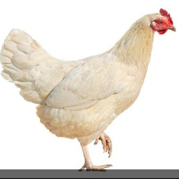 张家界罗曼粉青年鸡场代养常年供应90日龄以下罗曼粉青年鸡