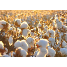 一篇文章带大家认识棉花进口清关需要用到哪些相关资料