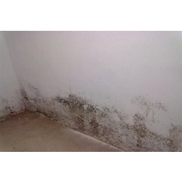 广州增城永和除霉服务公司墙角潮湿发霉霉菌斑清理