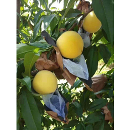 特早熟黄桃树苗种植技术-超顺苗木-萍乡特早熟黄桃树苗
