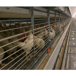 厂家养鸡设备热镀锌全自动系统上料清粪集蛋