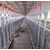 新款畜牧养殖猪舍育肥自动化料线喂料系统饲料输送设备缩略图1