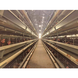 河南蛋鸭设备 蛋鸭养殖设备 鸭子养殖设备 蛋鸭笼设备厂家