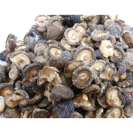 供应木耳种和磨菇种基地 广西香菇种与金针菇种厂家
