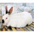 种兔技术培训-监利宏盛养兔厂-陕西种兔缩略图1