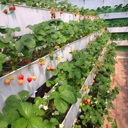磐石市 种植A字架 育苗草莓立体种植槽 草莓种植*