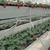 磐石市 种植A字架 育苗草莓立体种植槽 草莓种植*缩略图2